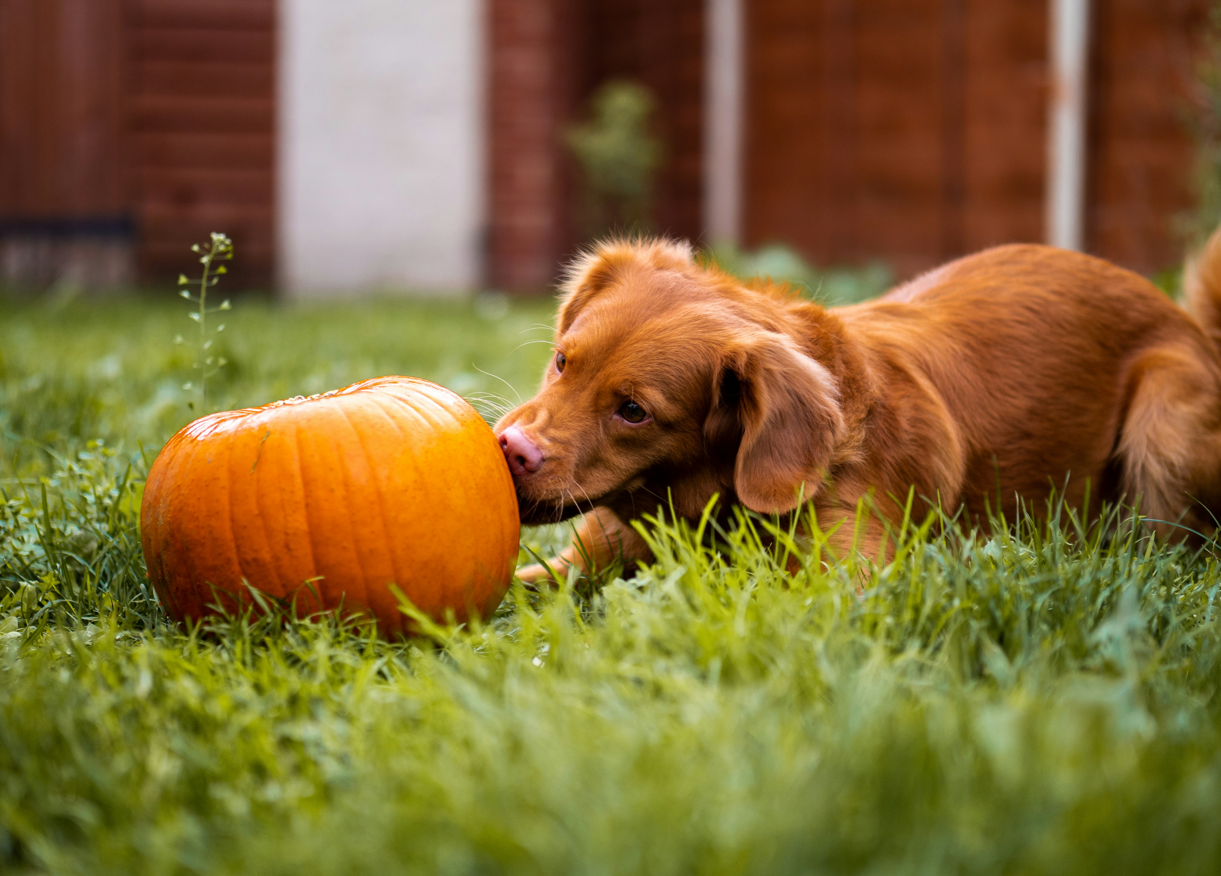 brown puppy lying beside squash